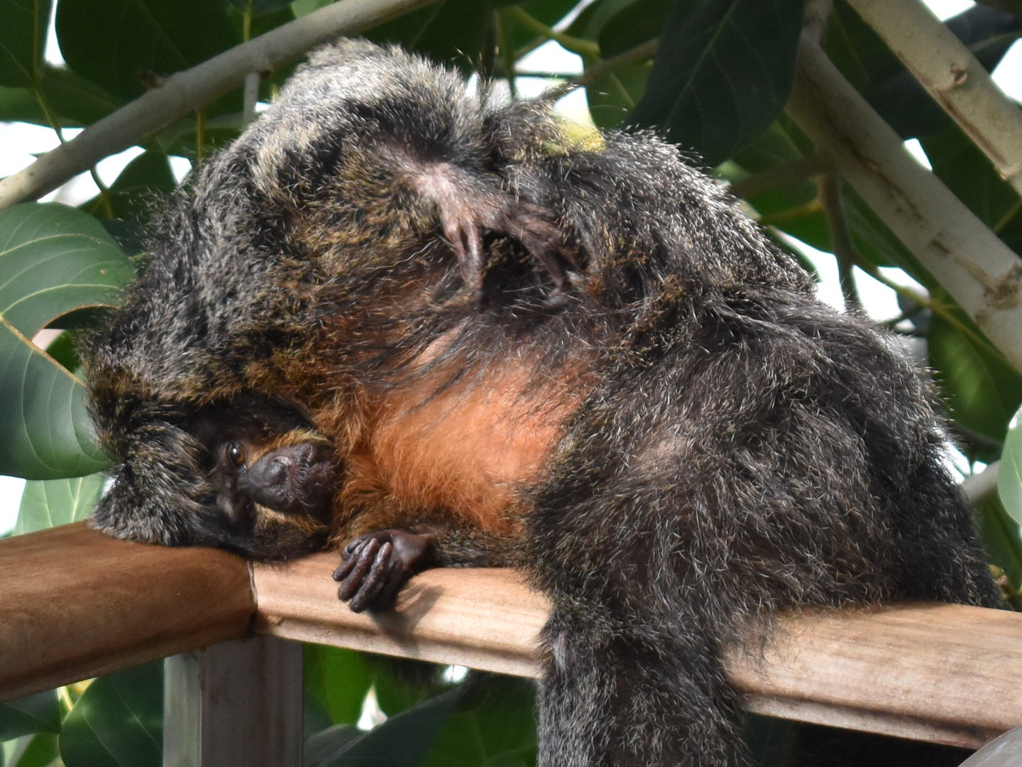 White-faced Saki Monkey lounging
