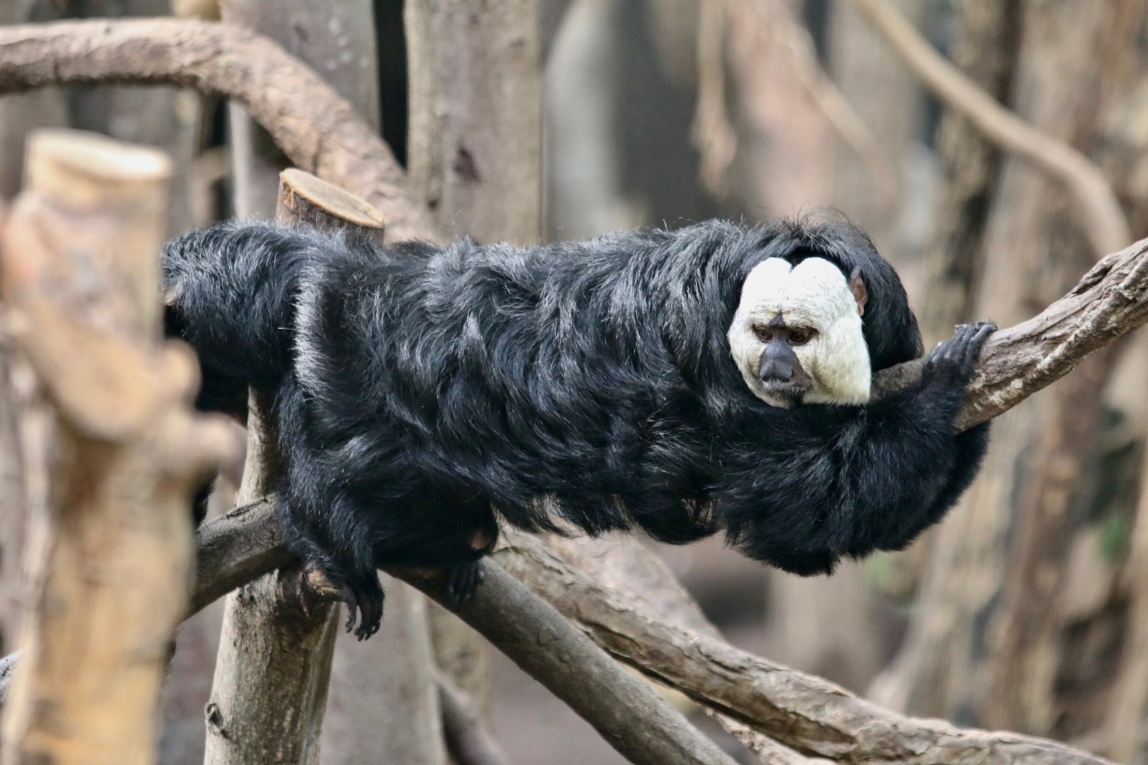 White-faced Saki Monkey (Male)