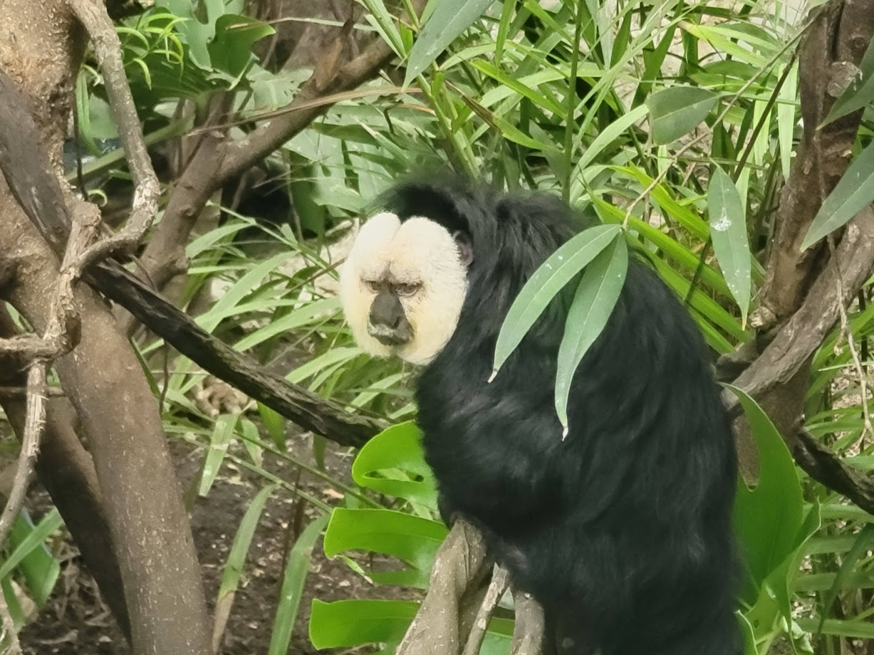 White-Faced Saki Monkey on Monkey Island