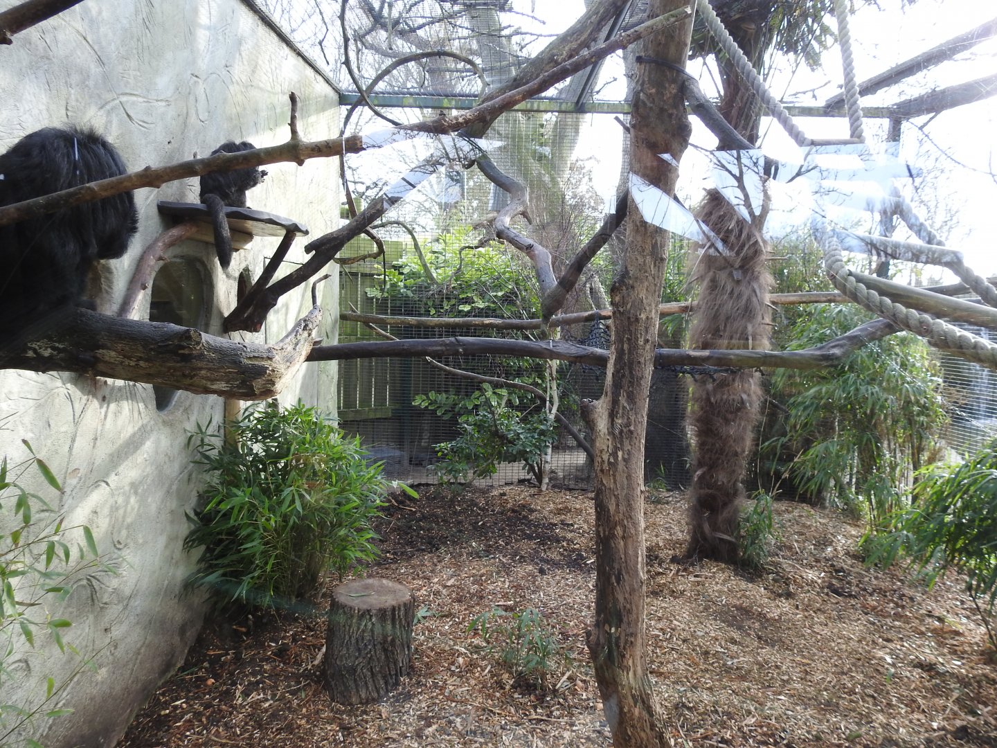 White-Faced Saki Monkey (Pithecia pithecia) and Silvery Marmoset (Mico argentatus) Enclosure