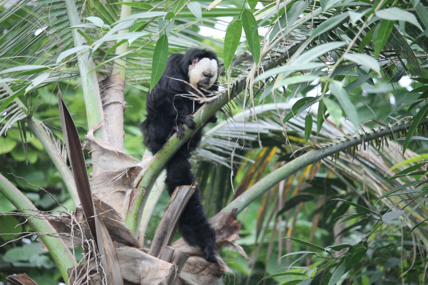 White-faced saki monkey (Pithecia pithecia)- Monkey Island