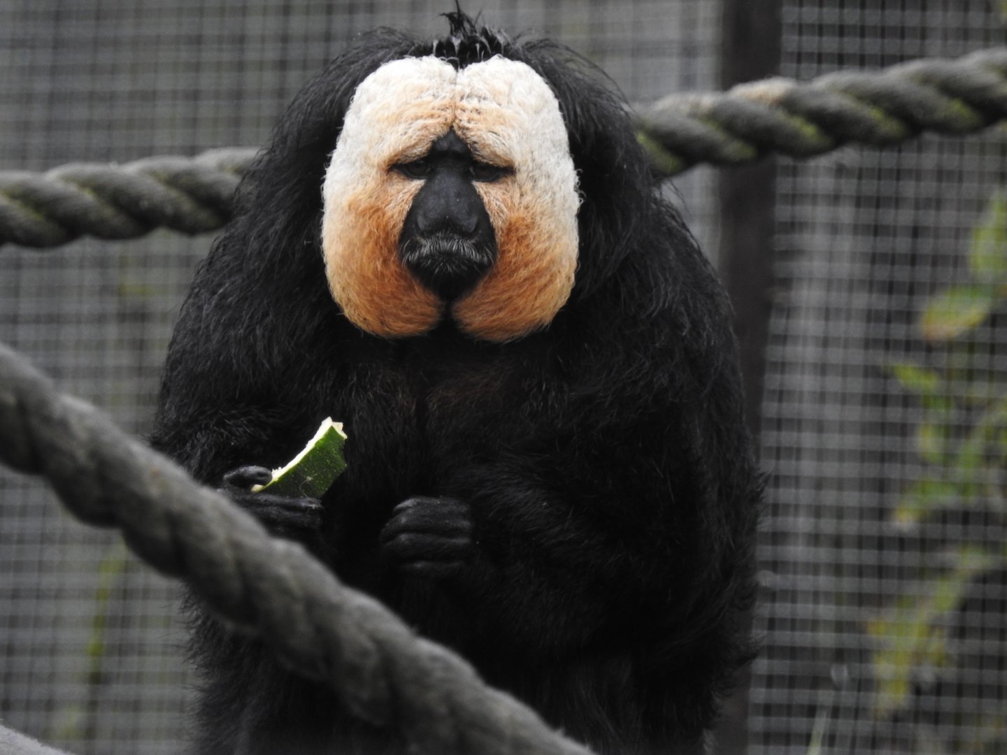 White-Faced Saki Monkey (Pithecia pithecia)
