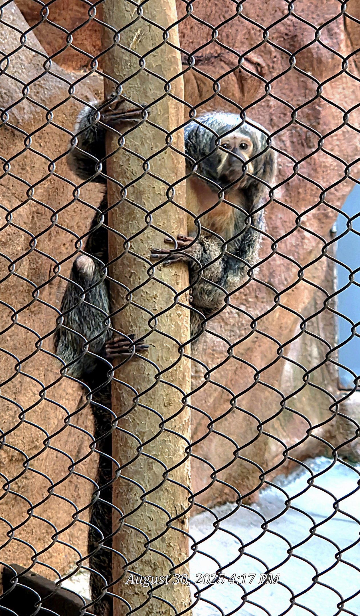 White-Faced Saki Monkey  - Riverbanks Zoo
