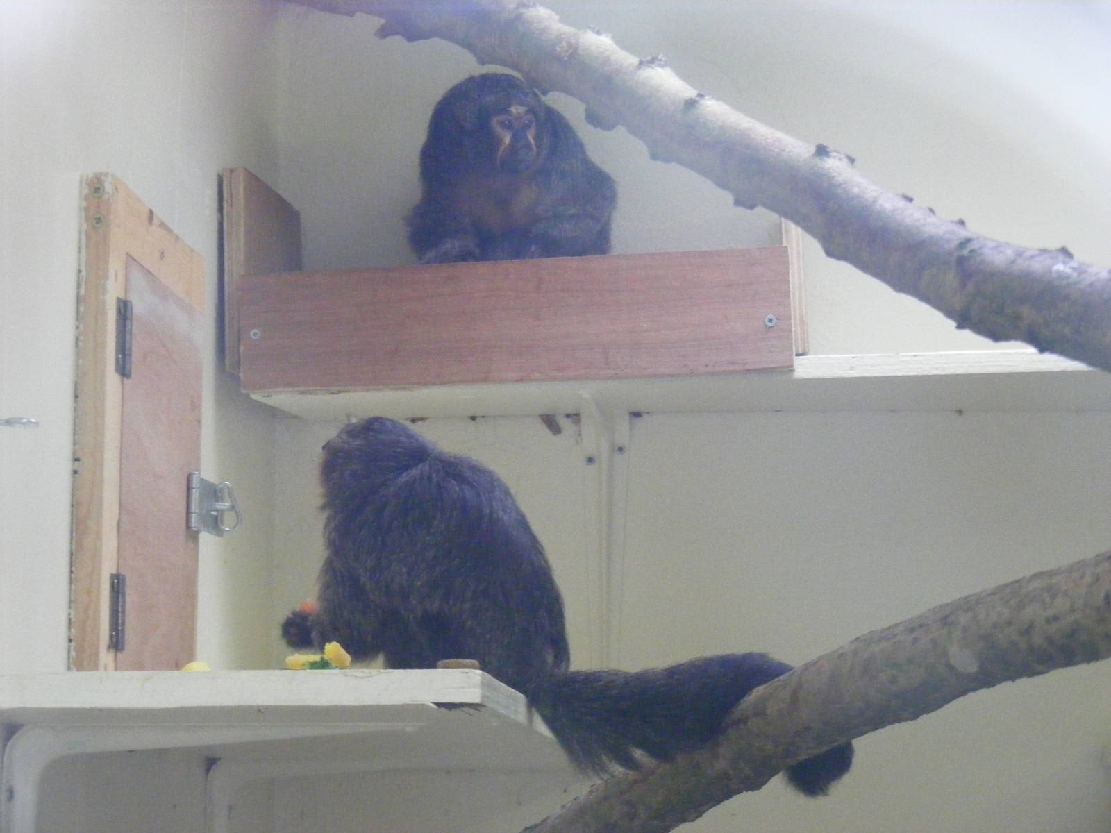White-faced saki monkey with baby at Marwell Wildlife, 22 August 2010
