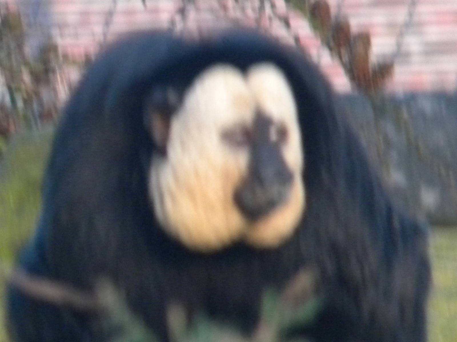 White faced Saki Monkey.