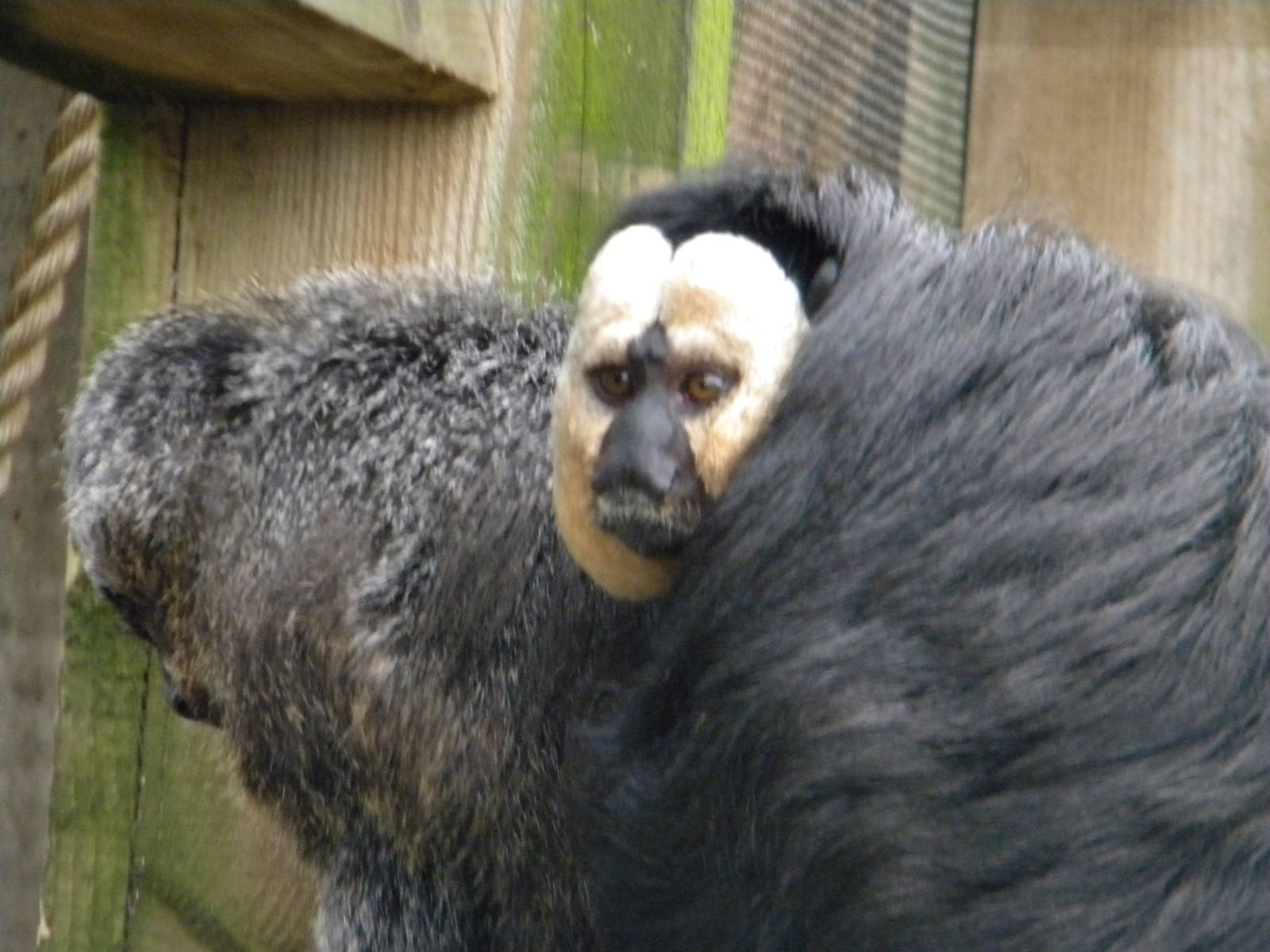 White faced Saki Monkey.