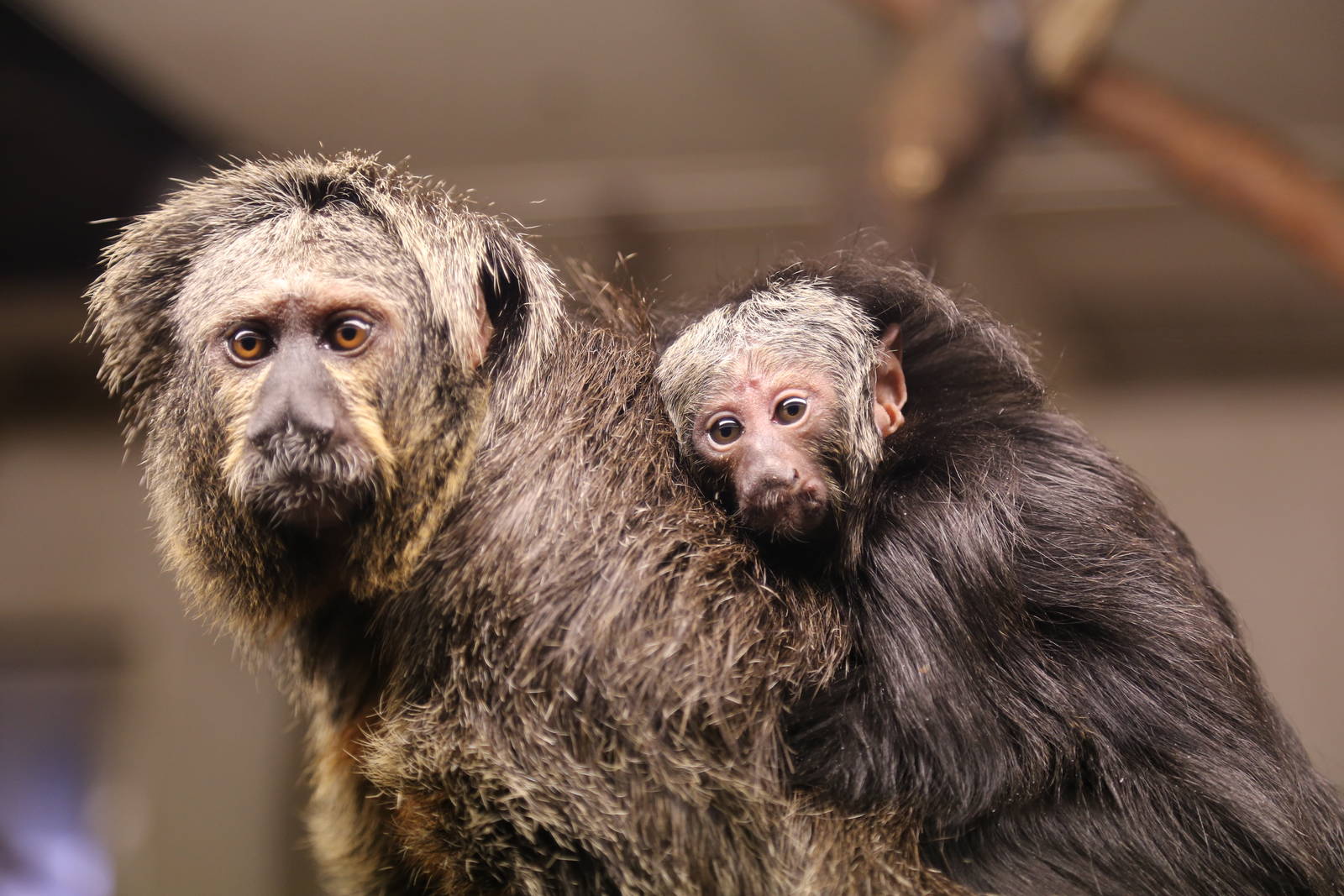 White-faced Saki Monkey