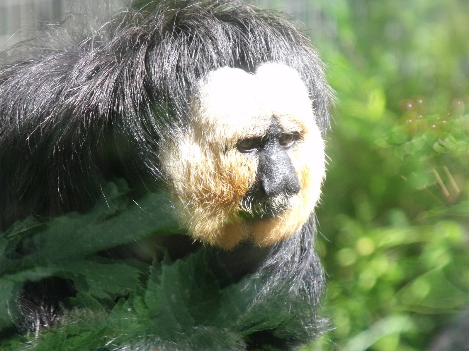 White Faced Saki Monkey