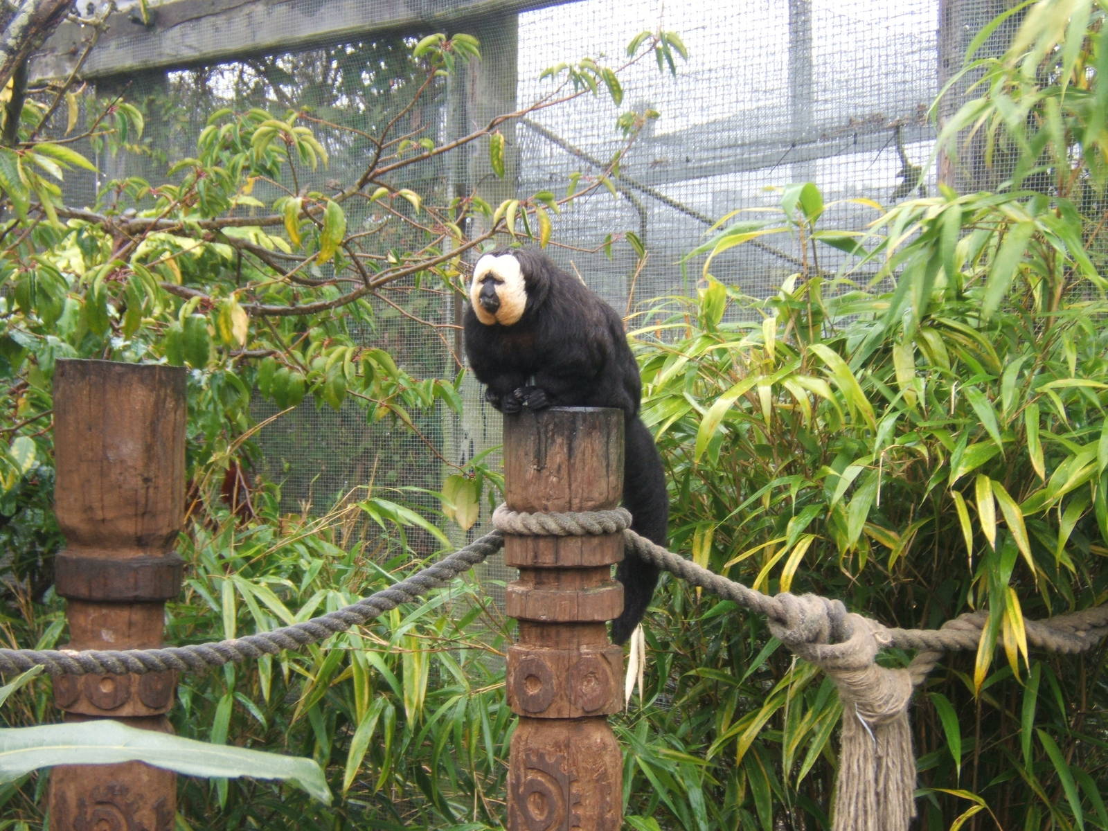 White-faced Saki Monkey