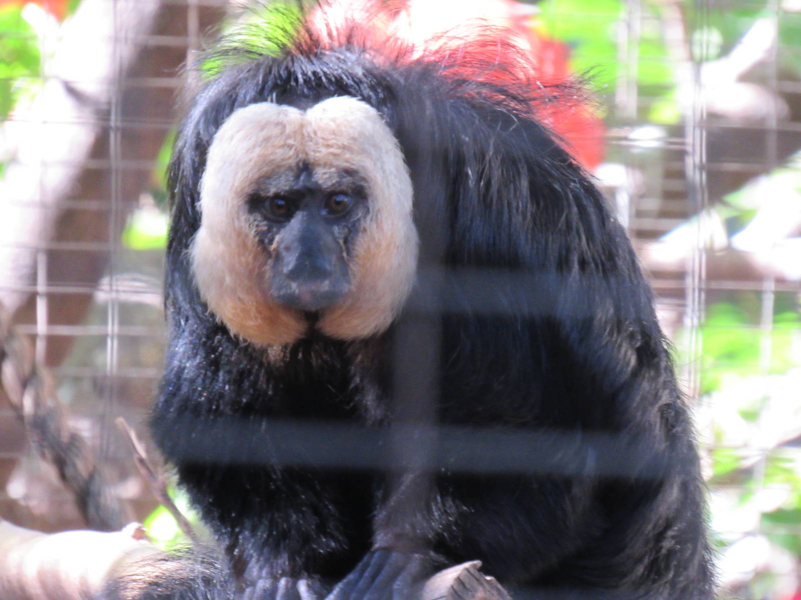 White Faced Saki Monkey