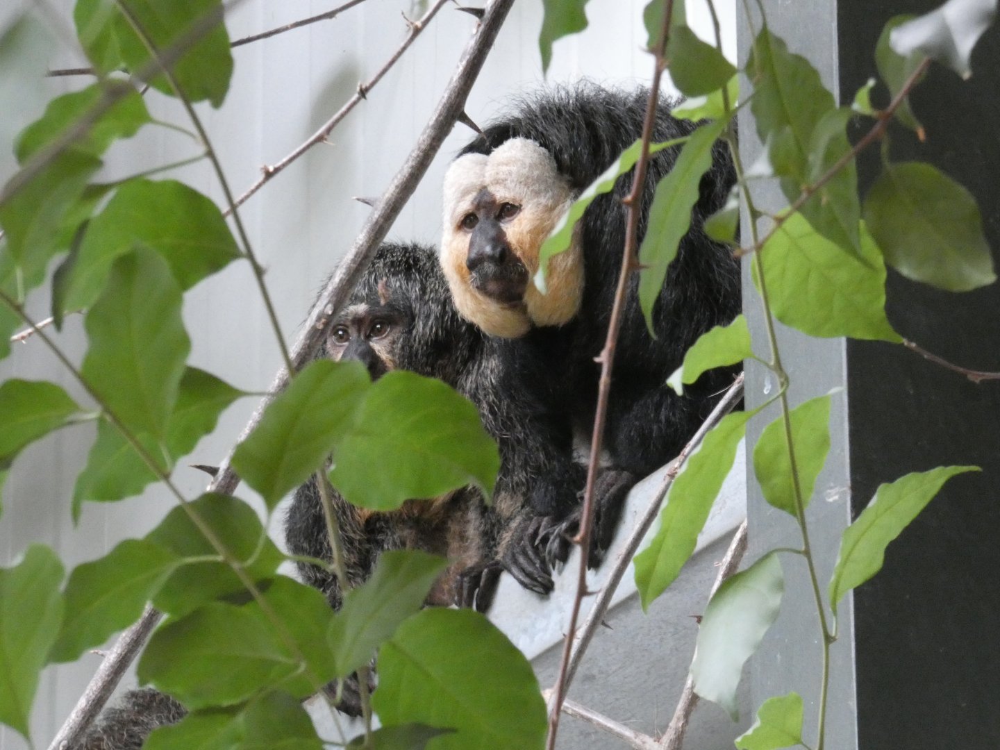 White-faced saki monkey