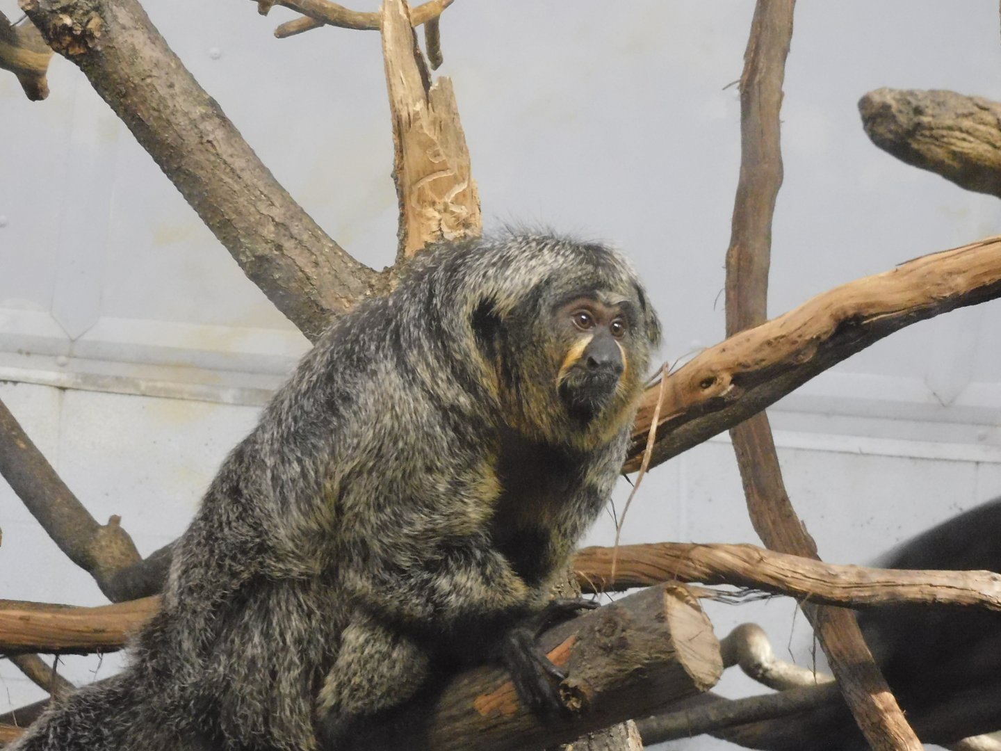 White faced saki monkey