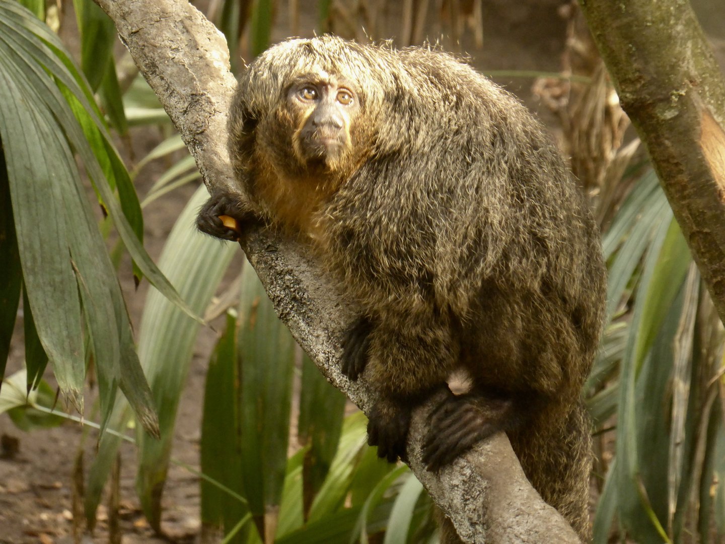White-Faced Saki Monkey