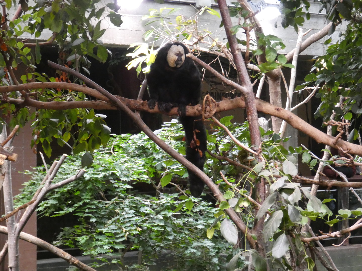 White-faced saki monkey
