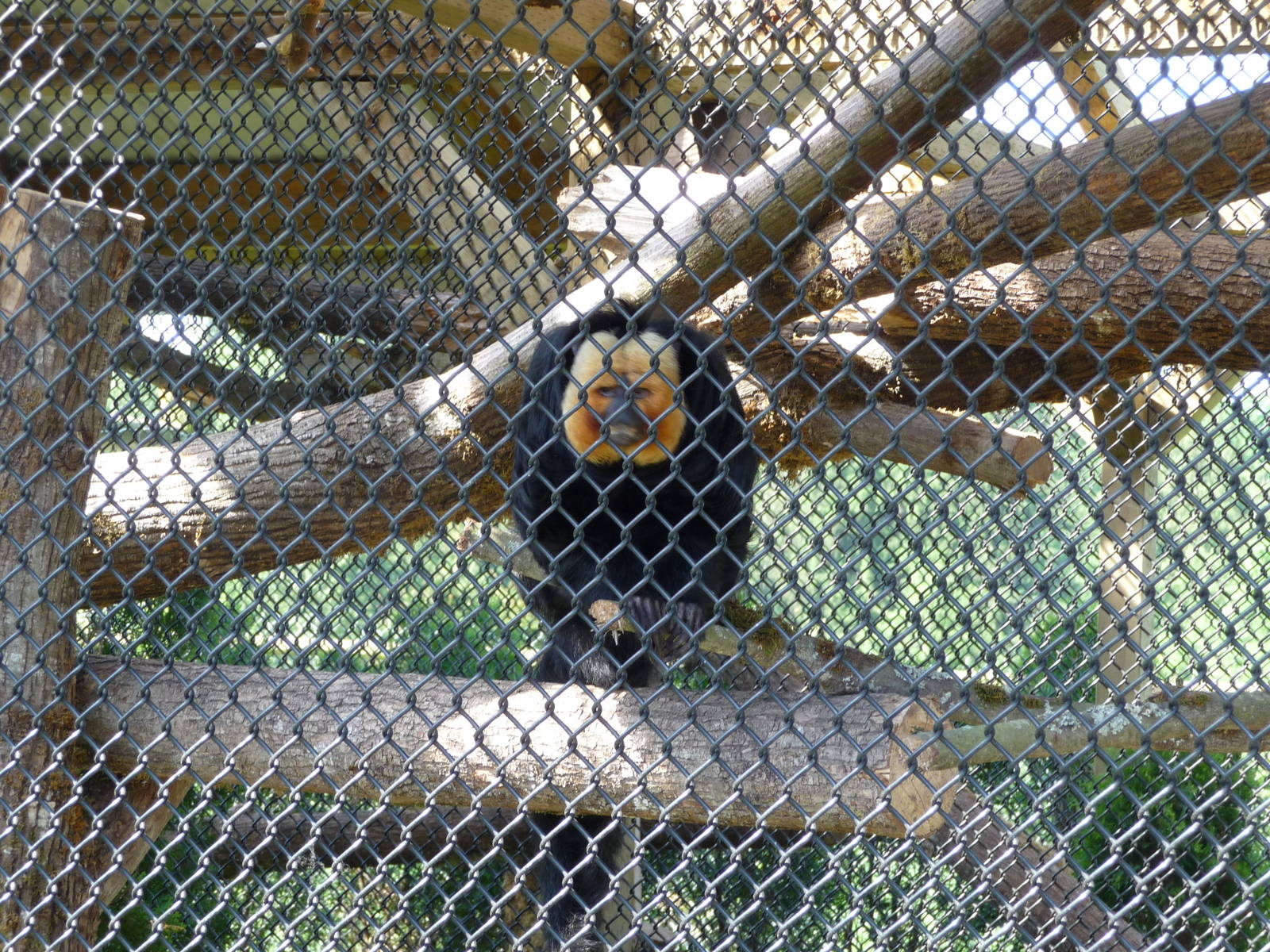 White-Faced Saki Monkey