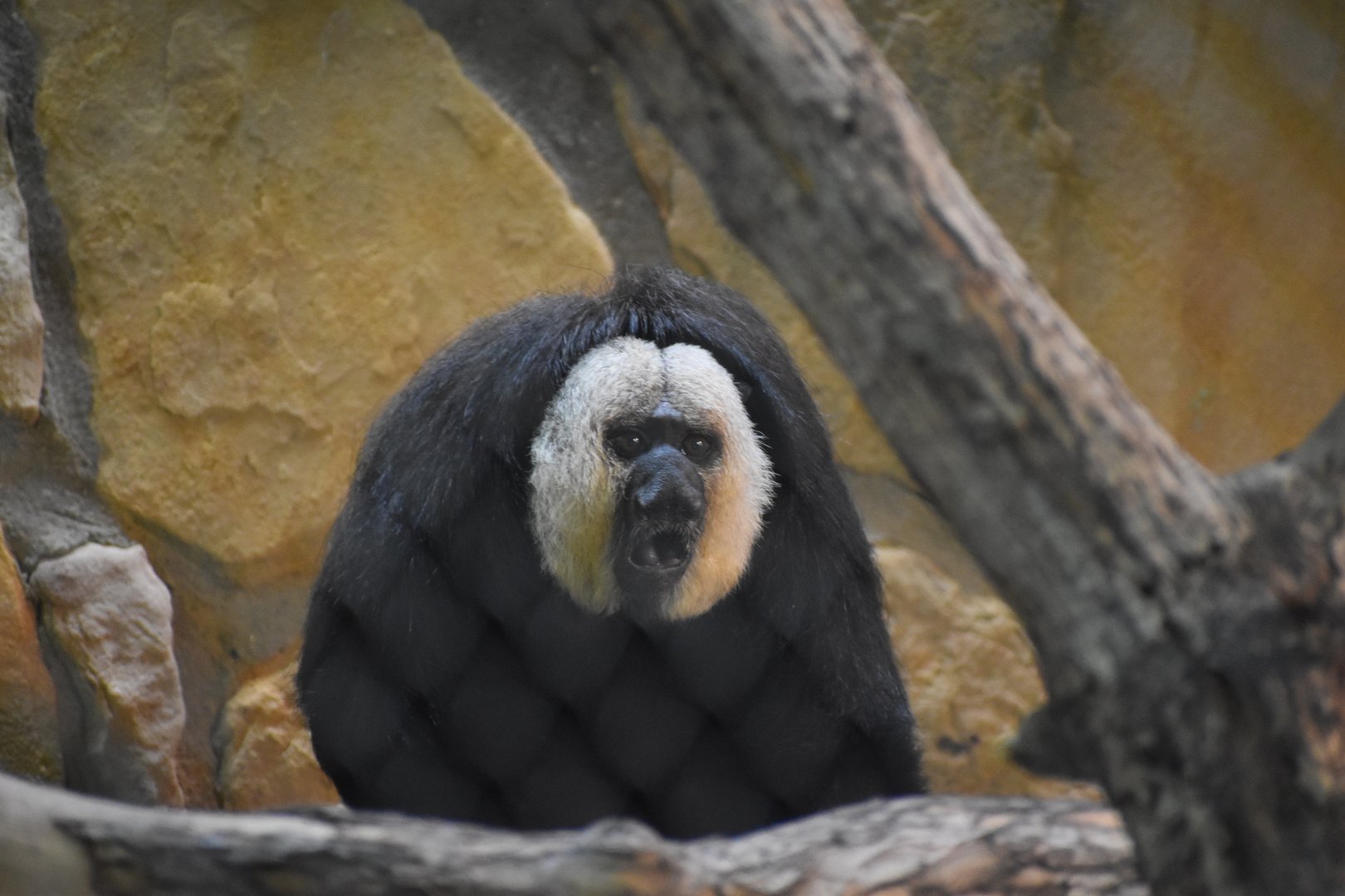 White-faced Saki Monkey