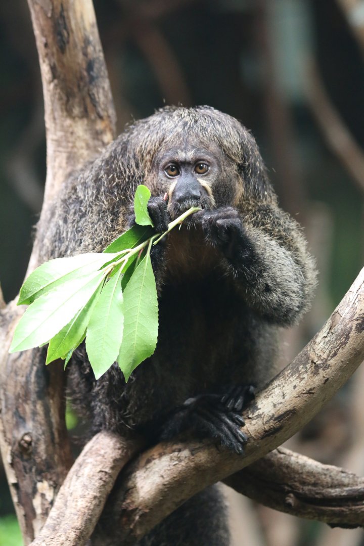 White-faced Saki Monkey