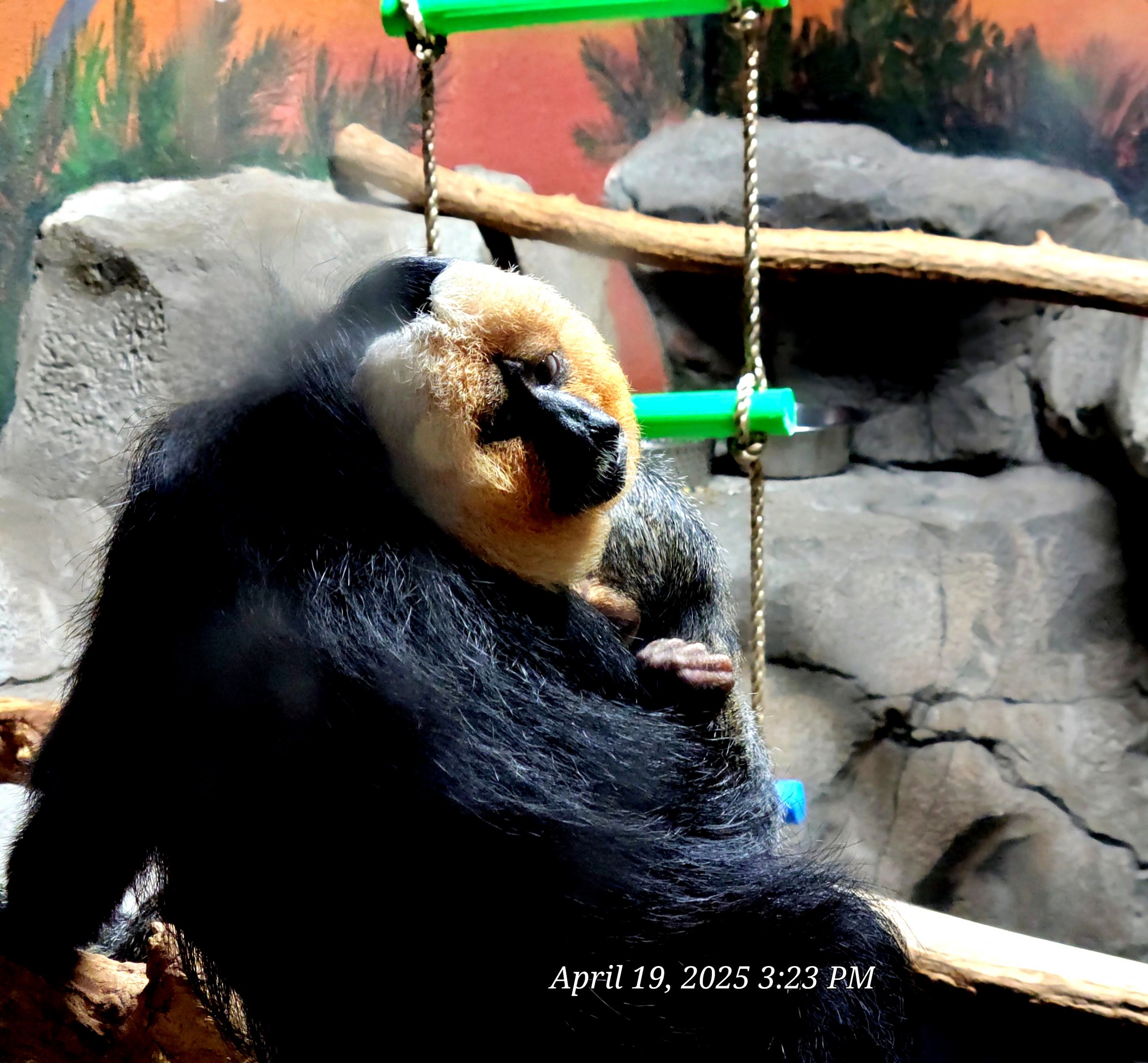 White-Faced Saki Monkey