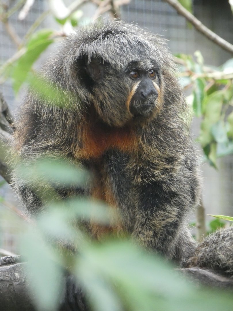 White-faced saki monkey