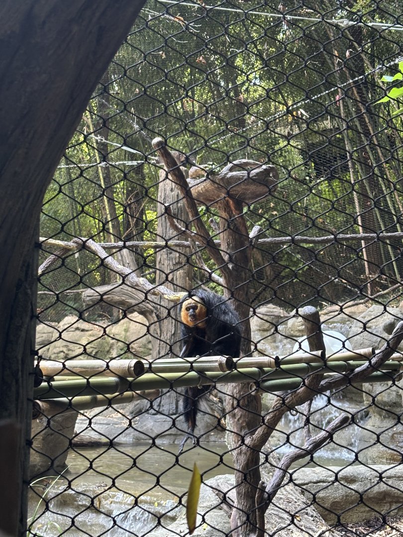 White Faced Saki Monkey