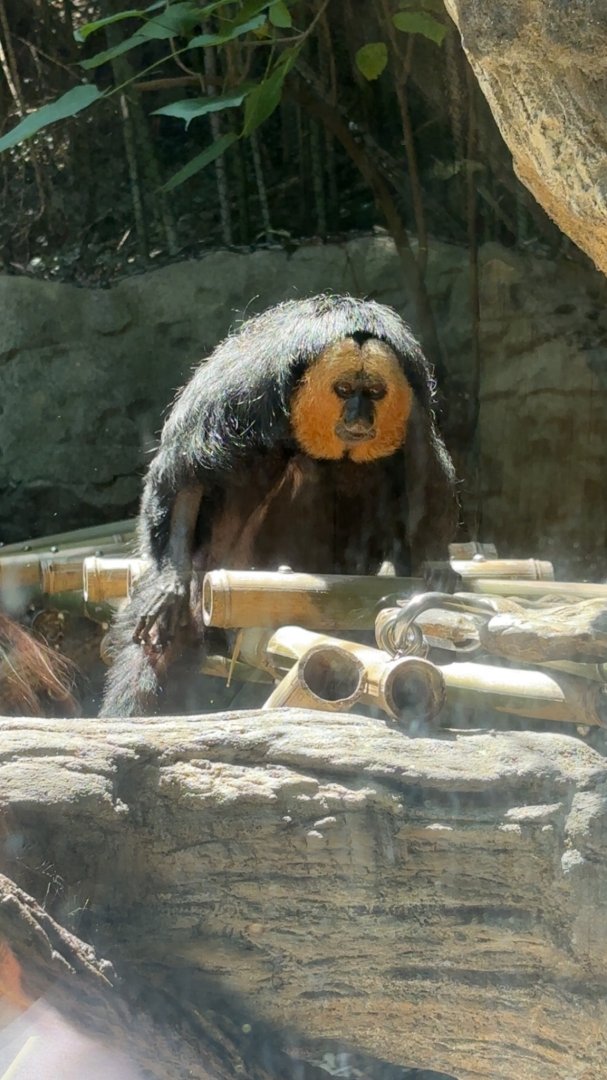 White Faced Saki Monkey