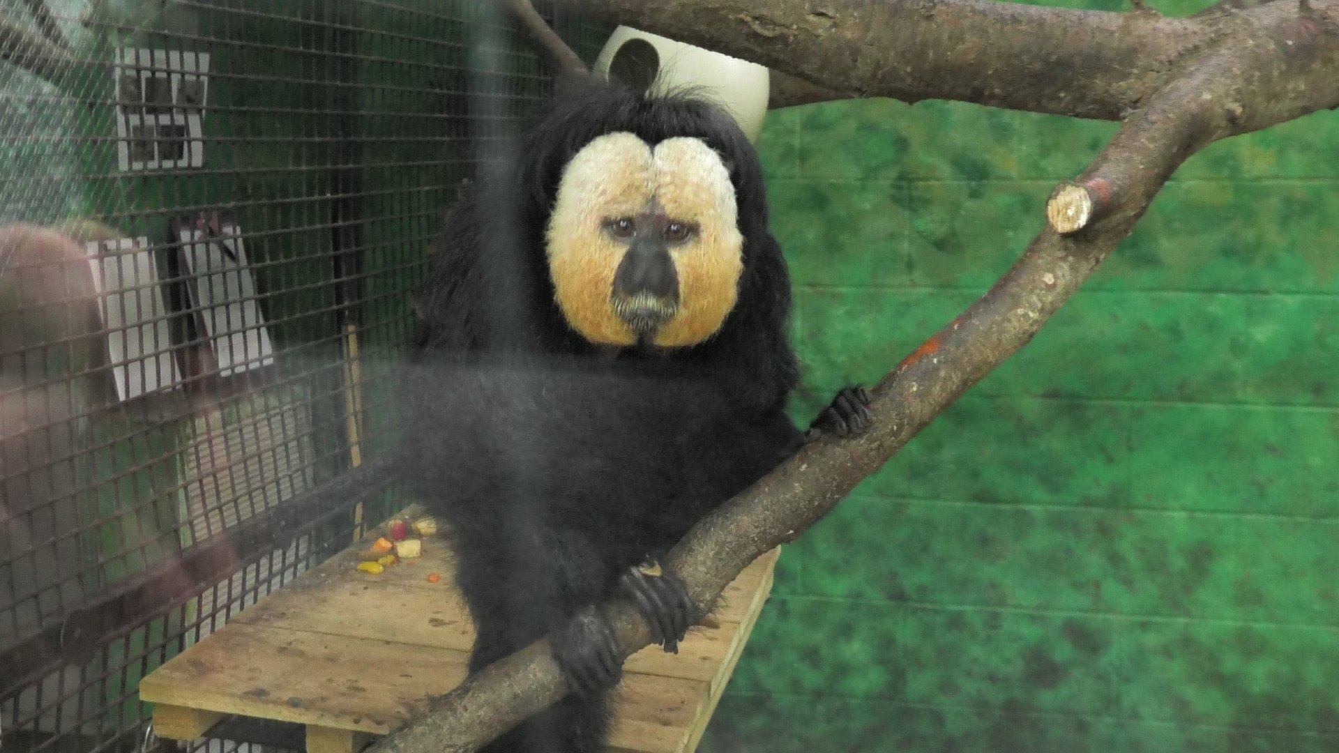 White faced saki monkey