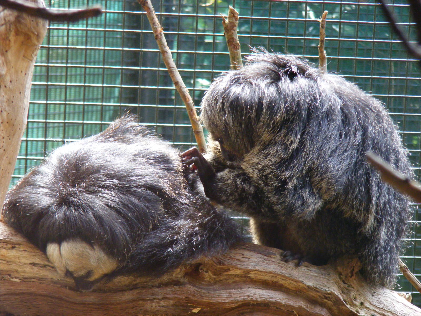 White-faced saki monkeys at Edinburgh Zoo, 21 May 2010