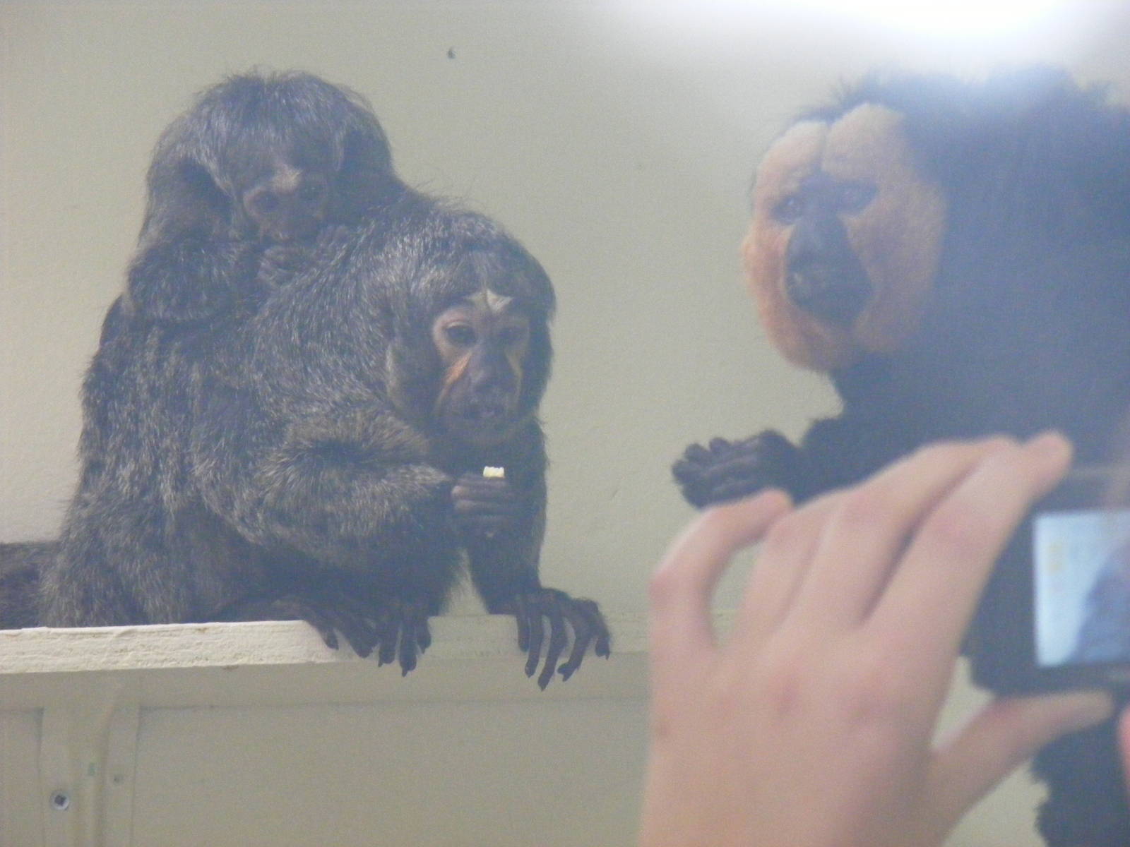 White-faced saki monkeys at Marwell Wildlife, 8 August 2010
