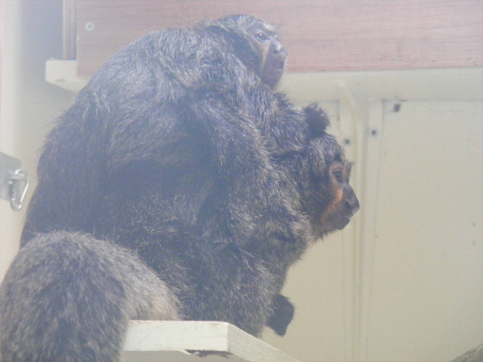 White-faced saki monkeys at Marwell Wildlife, 8 August 2010