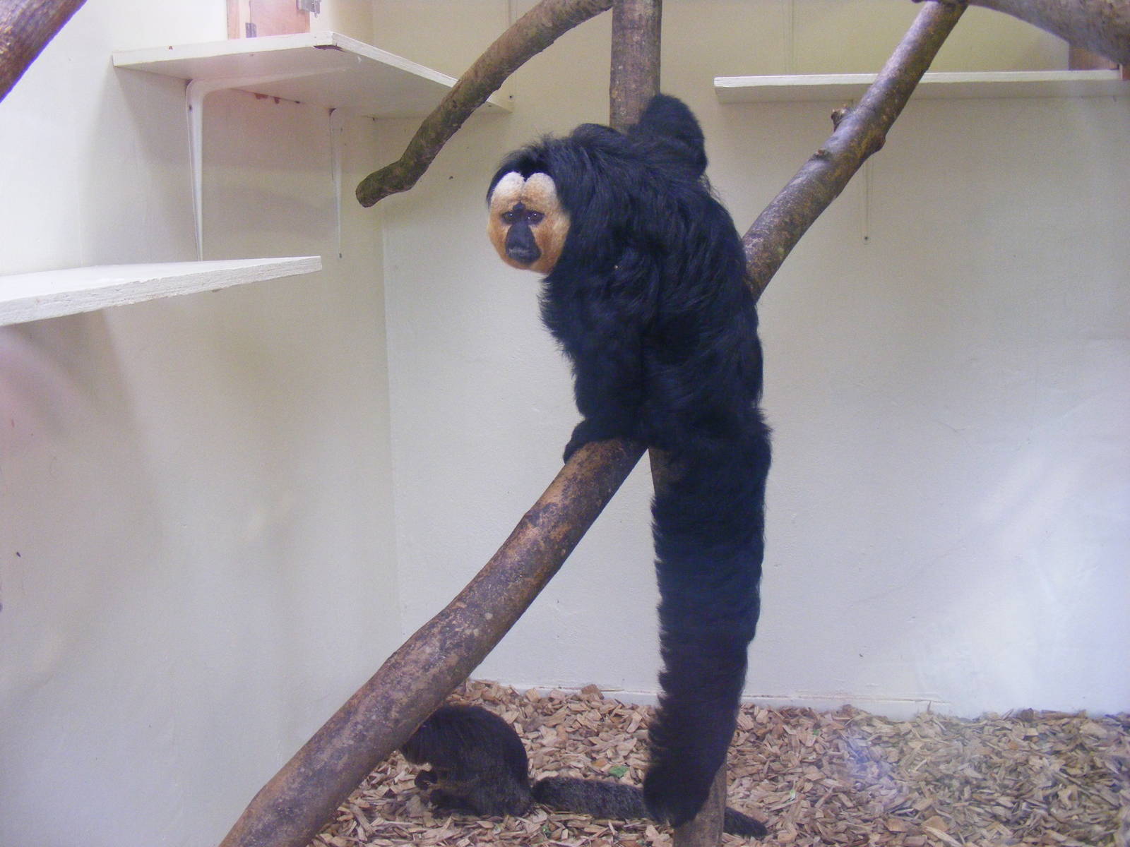 White-faced saki monkeys at Marwell Wildlife, 9 October 2010