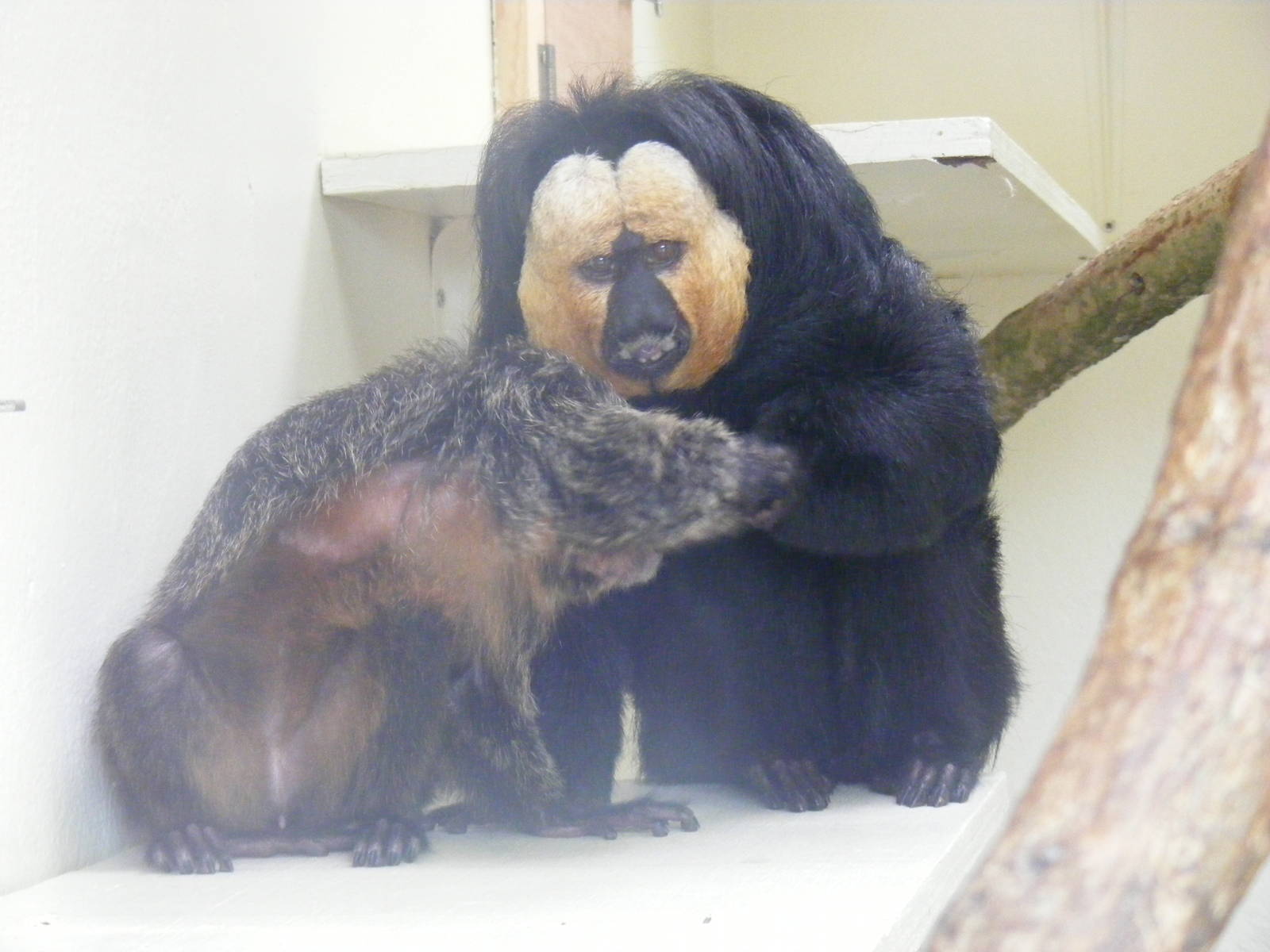 White-faced saki monkeys at Marwell Wildlife, 9 October 2010