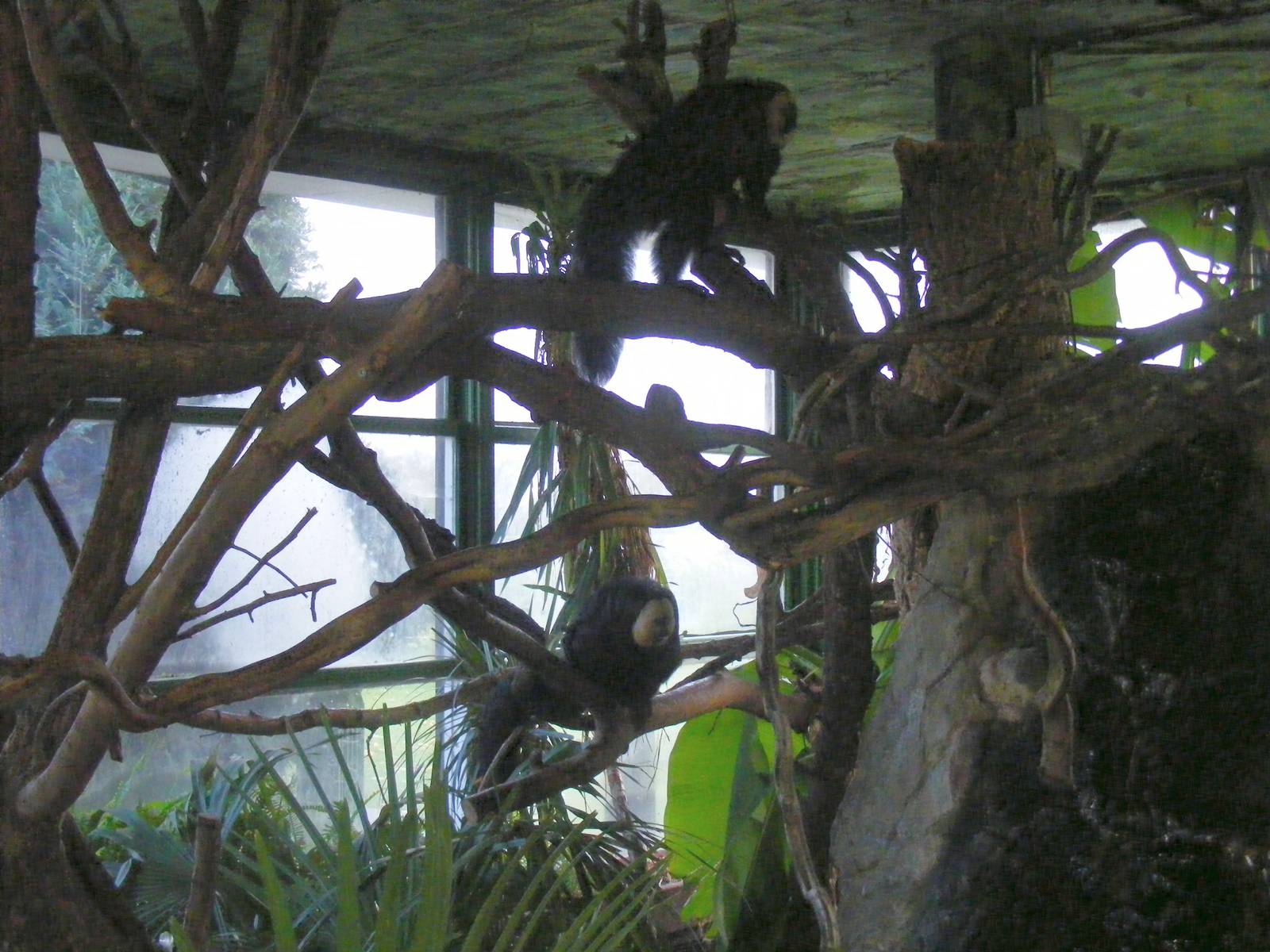 White-faced saki monkeys at Whipsnade Zoo, 11 November 2010