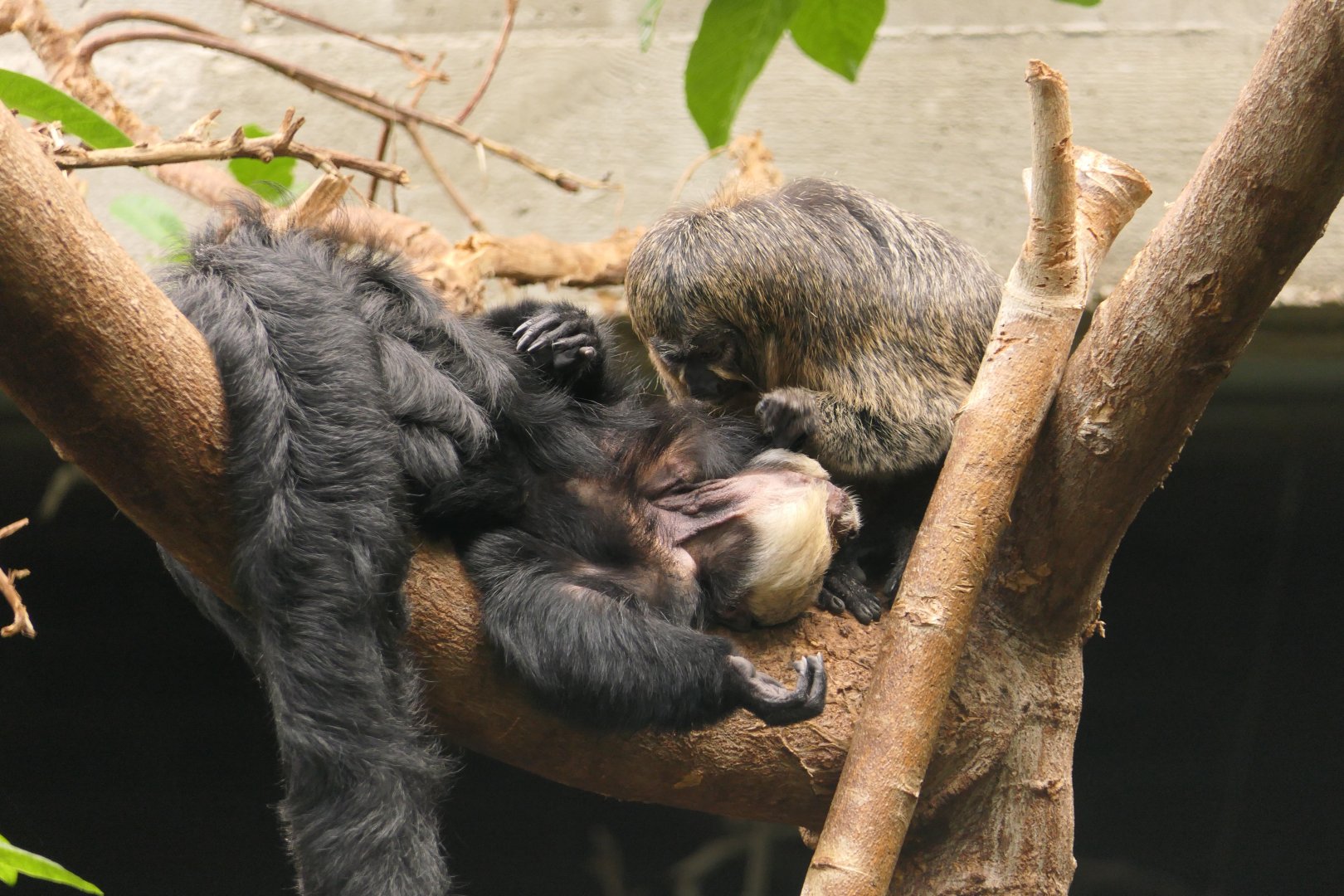 White-faced saki monkeys grooming