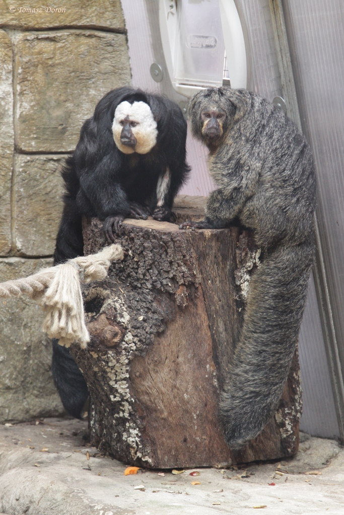 White-faced Saki Monkeys (Pithecia pithecia)