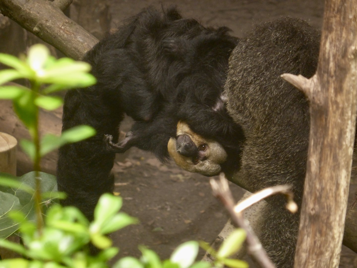 White-faced Saki Monkeys