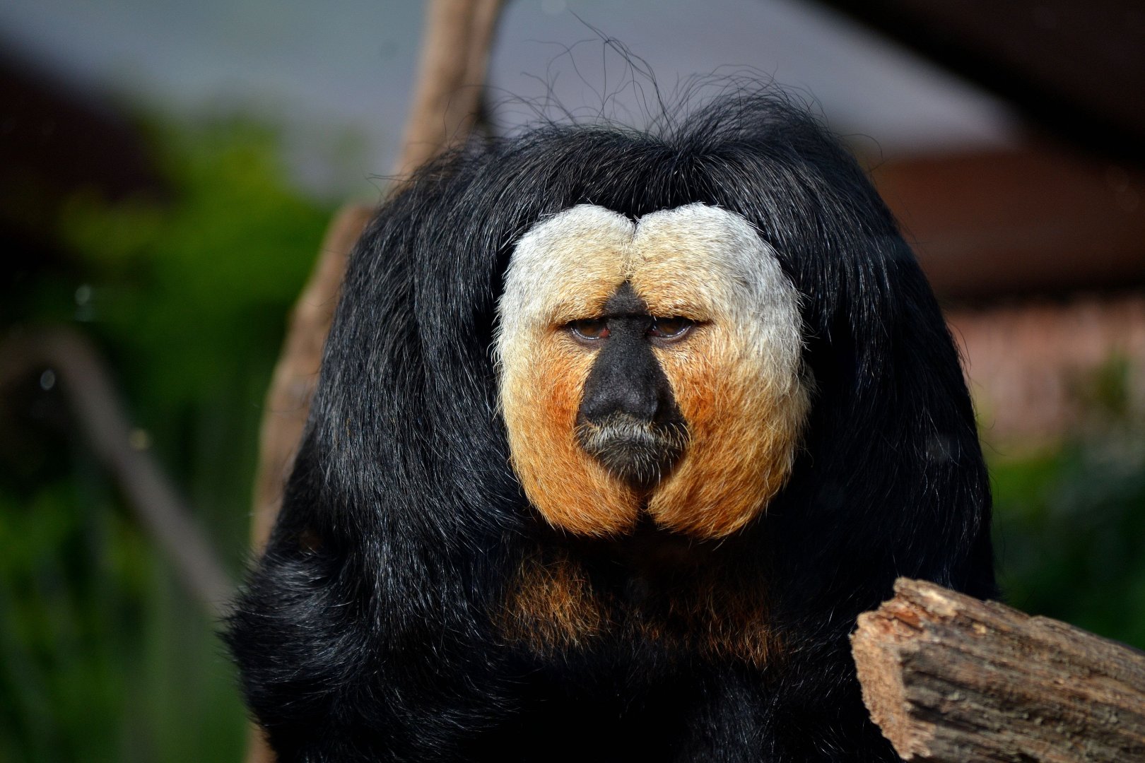 White Faced Saki - October 2016