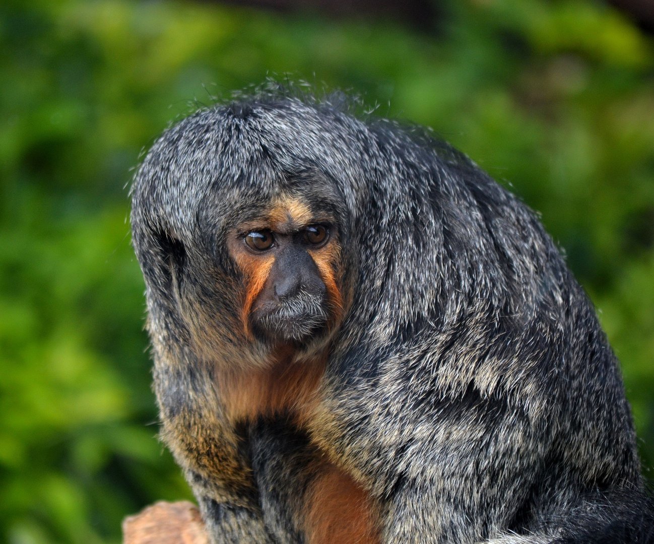 White Faced Saki - October 2016
