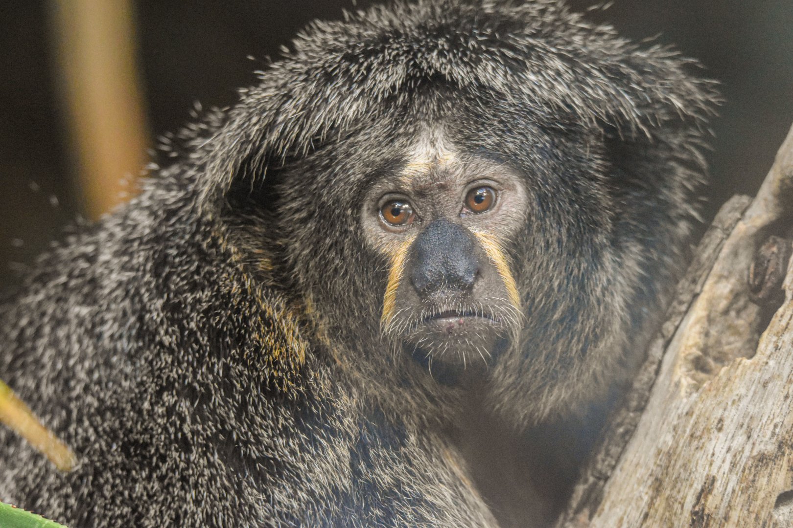 White-faced saki (October 2020)