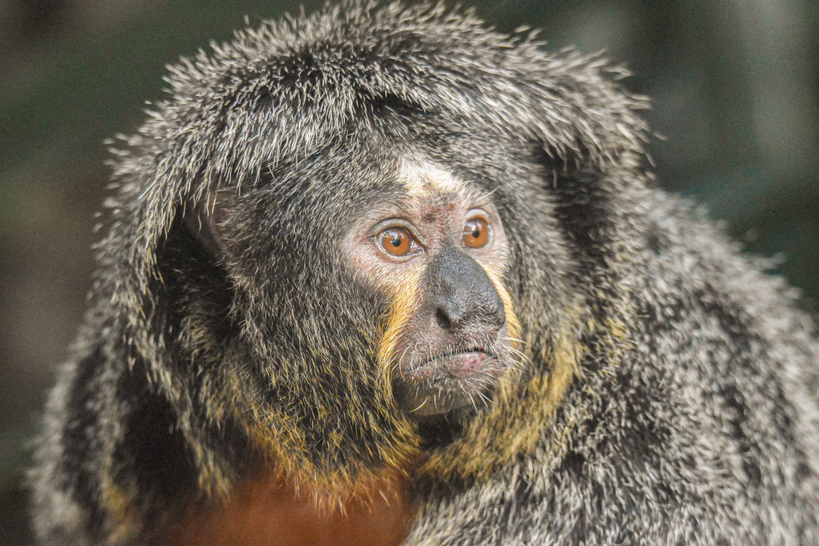 White-faced saki (October 2020)