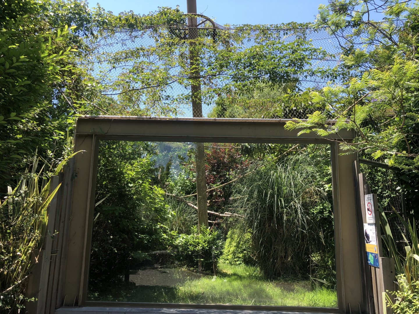 White faced saki outdoor exhibit