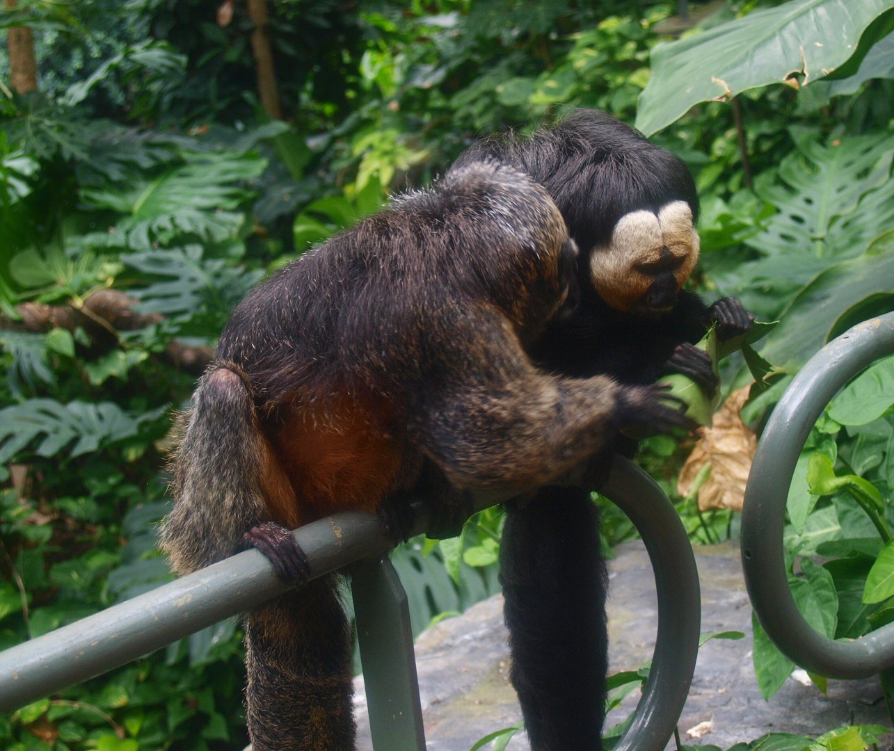 White-faced saki pair (Pithecia pithecia), 2015-07-19