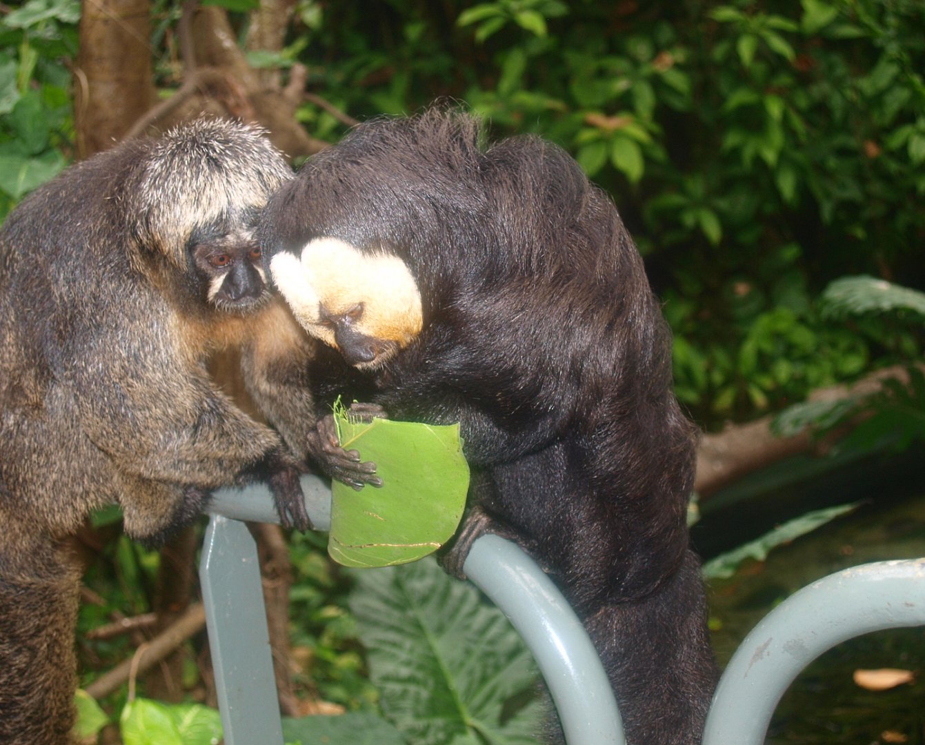 White-faced saki pair (Pithecia pithecia), 2015-07-19