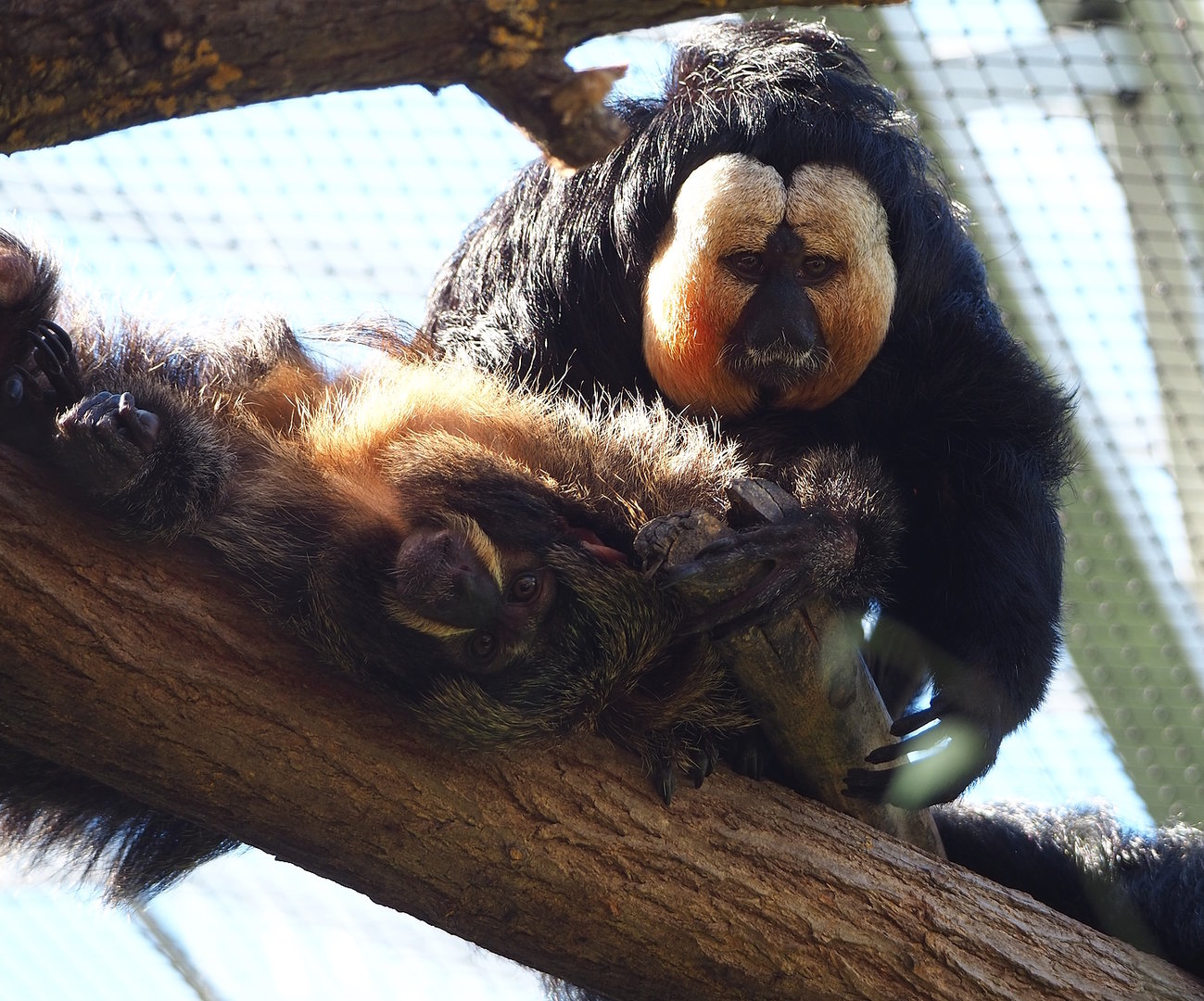 White-faced saki pair (Pithecia pithecia), 2022-10-09