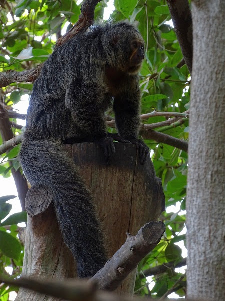 White-faced saki (Pithecia pithecia) (07/22)