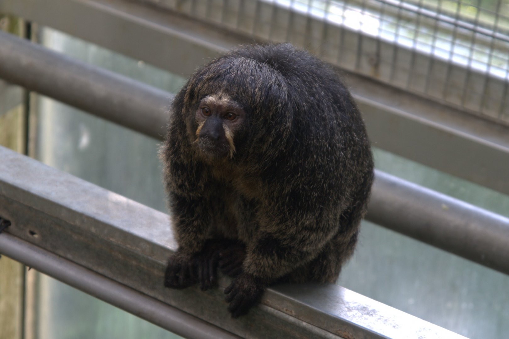 White-faced Saki (Pithecia pithecia), 11-09-25
