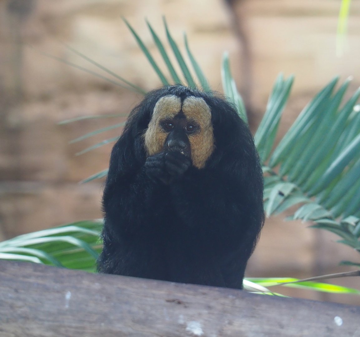 White-faced saki (Pithecia pithecia), 2022-06-28