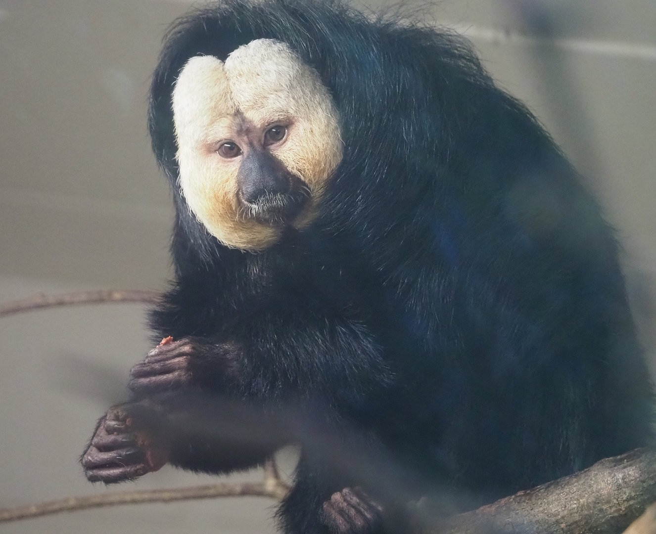 White-faced saki (Pithecia pithecia), 2022-08-07