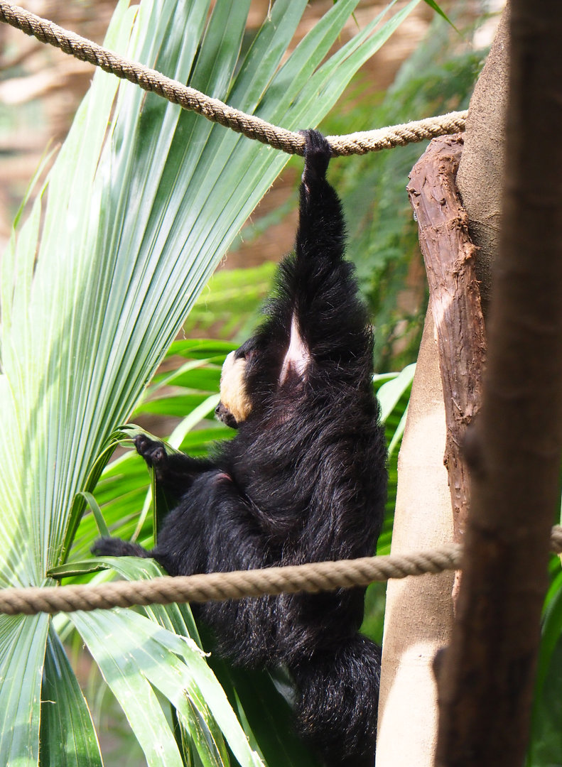 White-faced saki (Pithecia pithecia), 2022-09-15