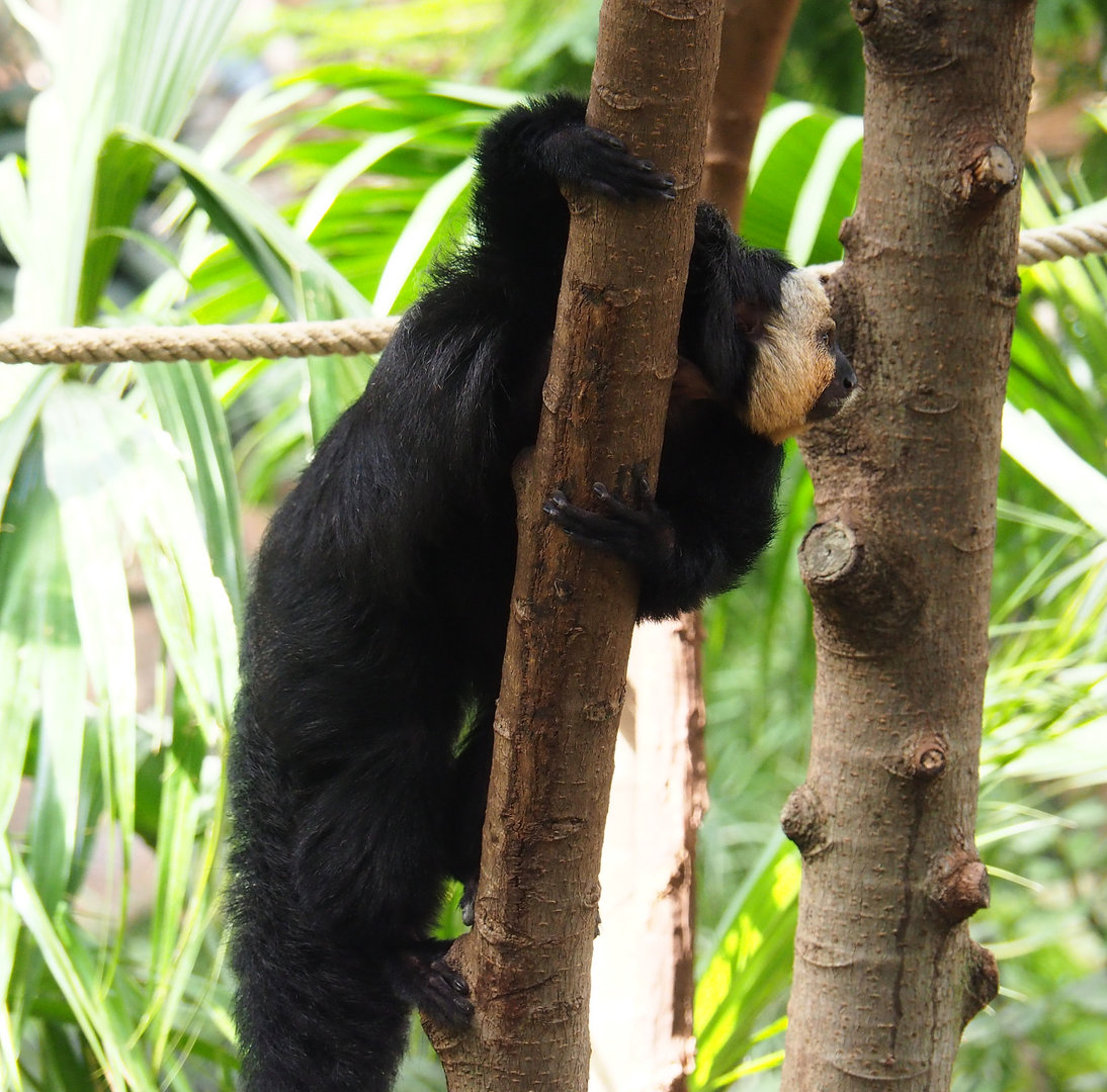 White-faced saki (Pithecia pithecia), 2022-09-15