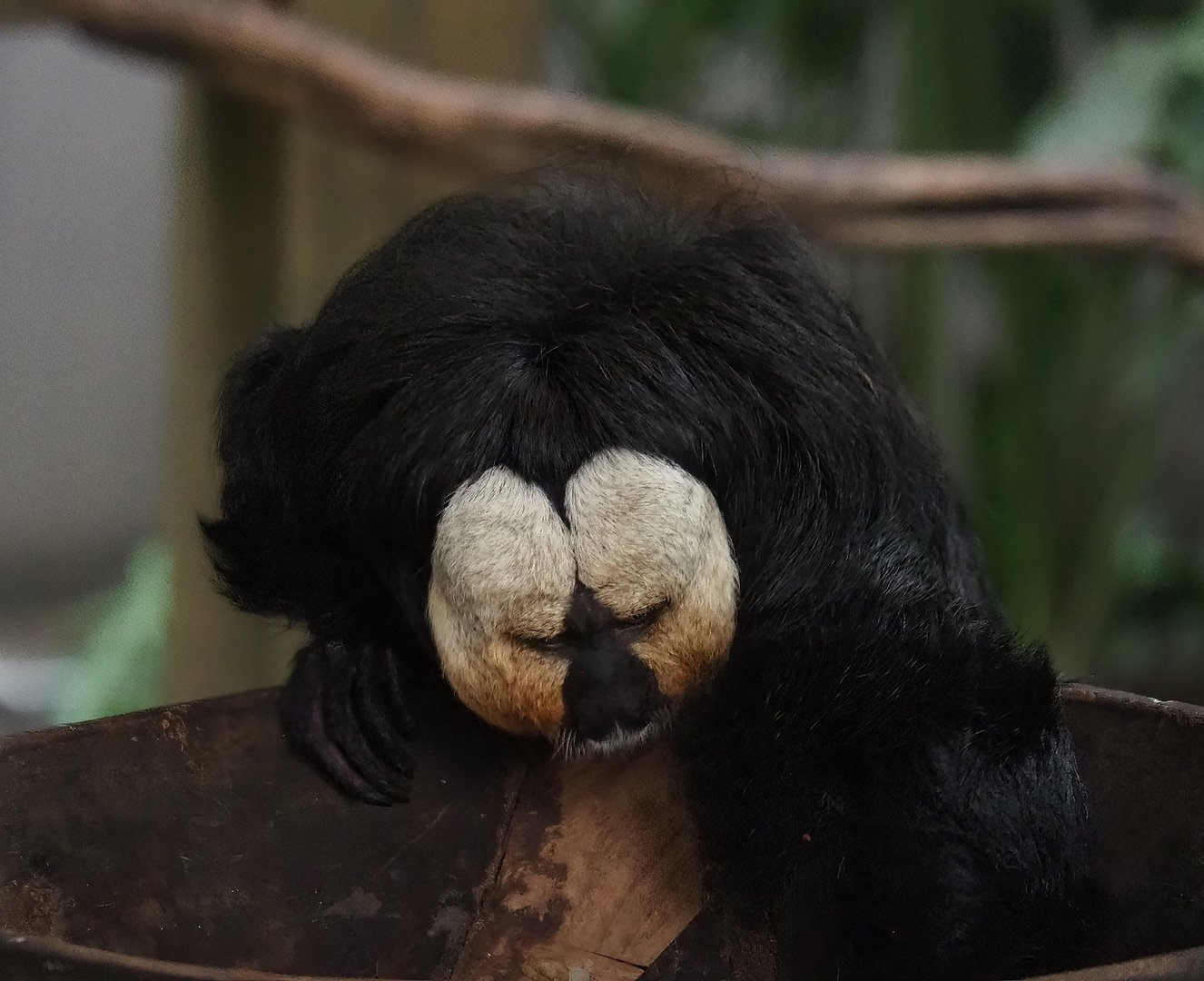 White-faced saki (Pithecia pithecia), 2022-10-09